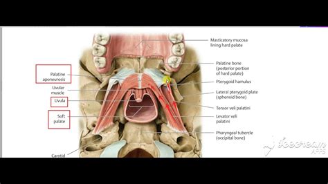 Uvula Anatomy