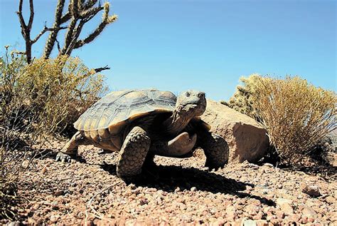 Desert tortoise faces uncertain future amid Bundy conflict | Las Vegas Review-Journal