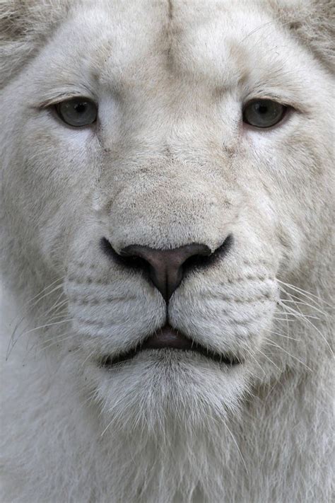 Albino lion | Animals | Pinterest