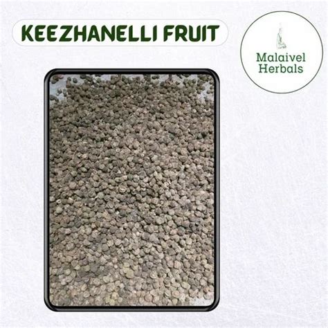 Phyllanthus Niruri Brown Malaivel Herbals Dried Keezhanelli Fruit Seeds ...