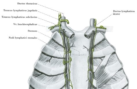 All about breastfeeding, an APILAM blog: Breastfeeding in infants suffering from chylothorax