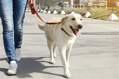 Walking Your Dog: How to Do It Well and Why It's So Important - Law's Country Kennel