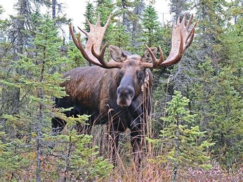 Alaskan Moose Facts, Distribution, Habitat, Size, Pictures