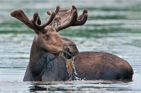 Can Moose Swim? Exploring Their Aquatic Adventures - Animal Hype