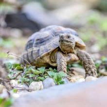 Marginated Tortoise Care Guide - All Turtles