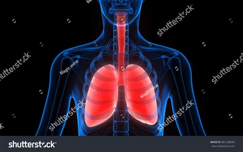 Human Lungs Anatomy Stock Photo 381238699 : Shutterstock