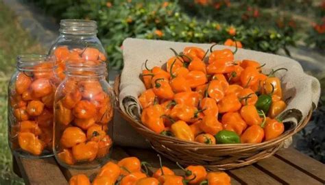 How To Grow Habanero Peppers? 6 Easy Steps To Grow It Up