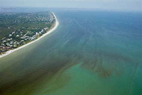 Red Tide Is Devastating Florida's Sea Life. Are Humans to Blame?