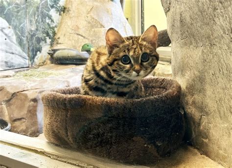 Gaia The Black-Footed Cat Comes to Utah Zoo