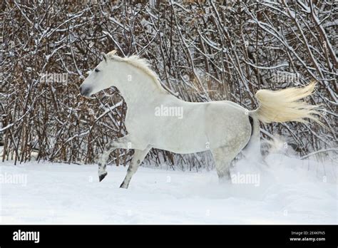 White Horse Running In Snow