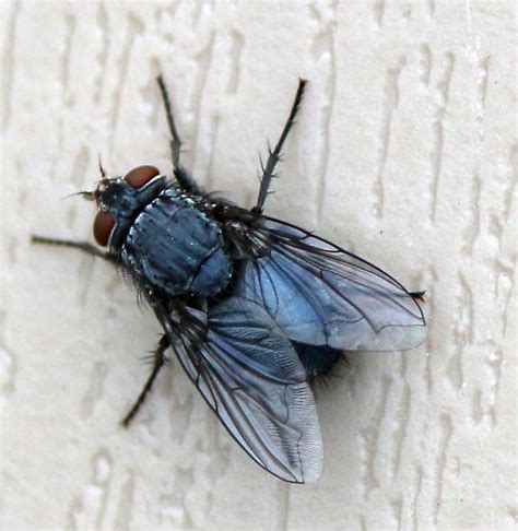 Calliphoridae species? - BugGuide.Net