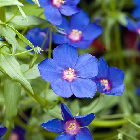 Blue Pimpernel Flowers seed,(Anagallis Arvensis Caerulea) spreading habit | Flower seeds, Annual ...