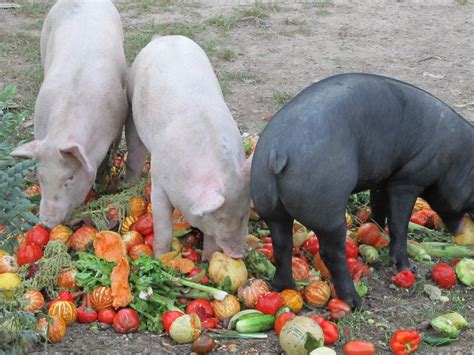 Harmony Valley Farm: A Day in the Life of a Pig on Pasture