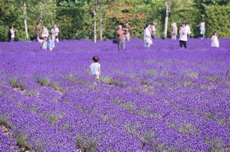 In Summer, the Hills of Furano Turn Lavender | Nippon.com