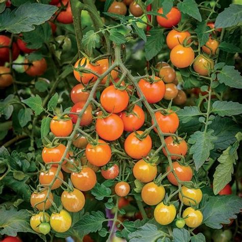 Orange Cherry Tomato Seeds | Heirloom - Tim's Tomatoes