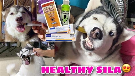 What Our Pack’s Everyday Vitamins? | Husky Pack TV | Vlogmas 2021 - YouTube