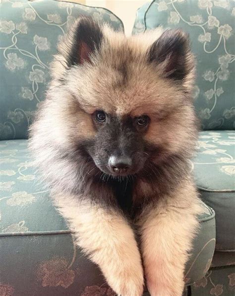 14 Things to Consider Before Buying a Keeshond | Page 3 of 3 | PetPress