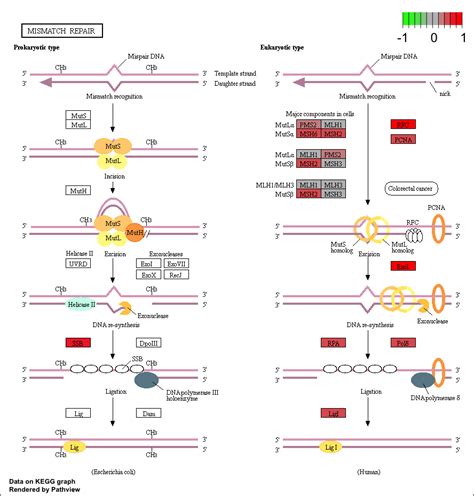 Pathway visualization | Griffith Lab