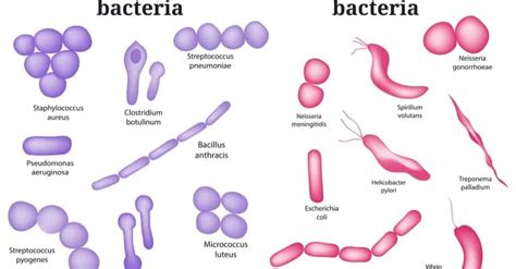 23 Different Types of Bacteria – Nayturr