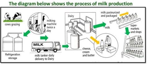 The Process of Milk Production | testbig.com