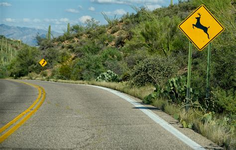 Deer Crossing Sign: What Does it Mean?