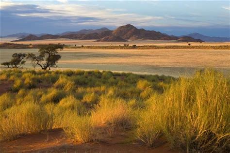 african grassland - Google Search