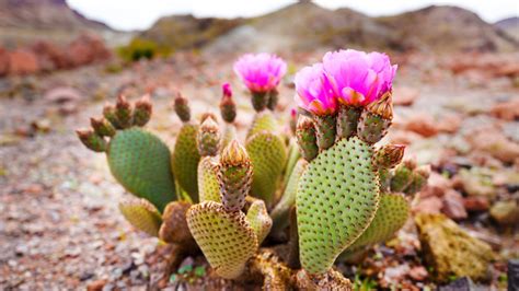 Desert Cactus Flower