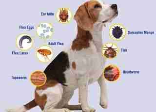 Pet Health: Bacterial Infections In Dogs