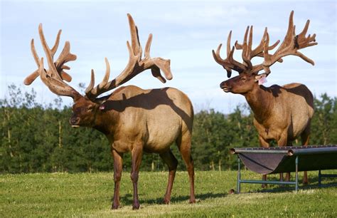 Government restrictions severely impact elk farm numbers in Manitoba ...