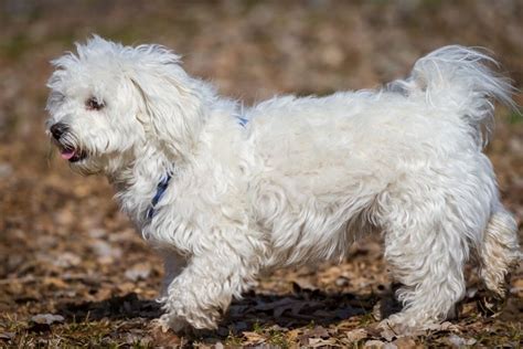 30 Maltese Mixes (Crossbreeds With Pictures) | Puplore (2023)