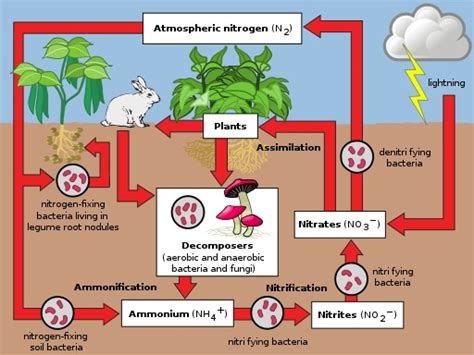 What is the Difference Between Nitrogen Fixation and Nitrification ...