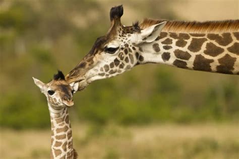 Baby Giraffe: 22 Facts About Birth, Weight, Height, and Size