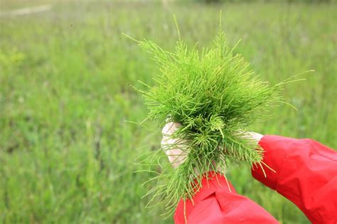 Horsetail Herb Tea Herba Equiseti Arvensis Health Embassy | Etsy