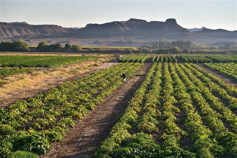 Dry Rainy Season Leads to a Drought in Africa - BORGEN