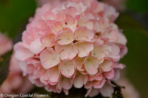 pink snowball viburnum | Oregon Coastal Flowers