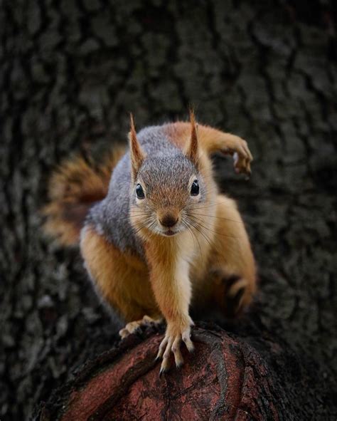 🔥 Squirrel Landing : r/NatureIsFuckingLit