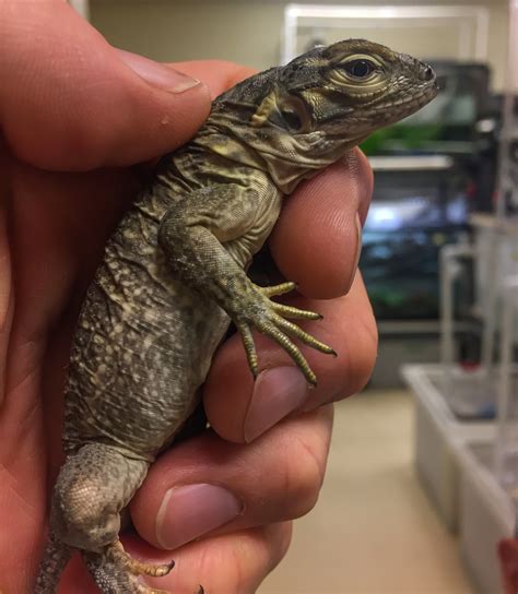 Critically Endangered Jamaican Iguanas Hatch at San Diego Zoo Safari Park | San Diego Zoo ...