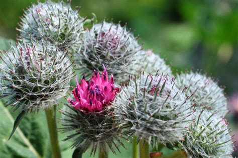 What is Burdock? How to Plant, Grow, and Harvest Burdock Root ...