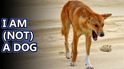 Dingo facts: is a dingo a dog? | Animal Fact Files - YouTube