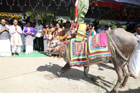 Kanuma Festival Observed with Religious Fervour in Sri Venkateswara Goshala - rspnetwork.in