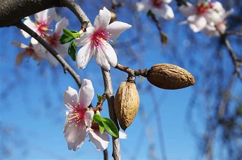 Almond Tree - Growing, Care & Havesting Tips | Trees.com