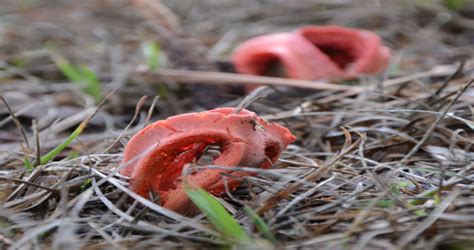 The elegant stinkhorn Mutinus elegans striking orange finger shooting up