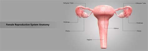 Female Reproductive System With Labels Anatomy Stock Photo - Download Image Now - iStock