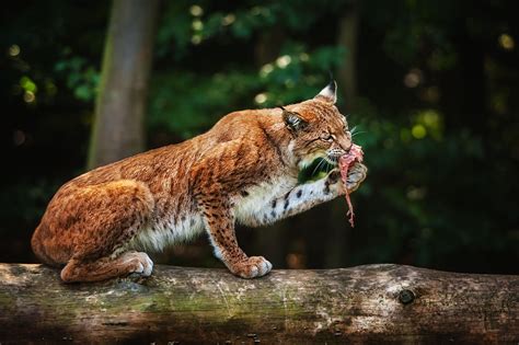 Download Animal Lynx HD Wallpaper