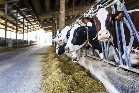 Dairy Farming: Environmental Impact, Ethics, and Industry Outlook