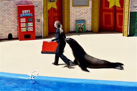 SeaWorld - San Diego - Sea Lions Live show | George Landis | Flickr