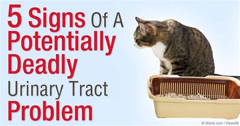 Can Fish-Flavored Cat Food Lead to Urinary Tract Problems? | Adopt And Shop