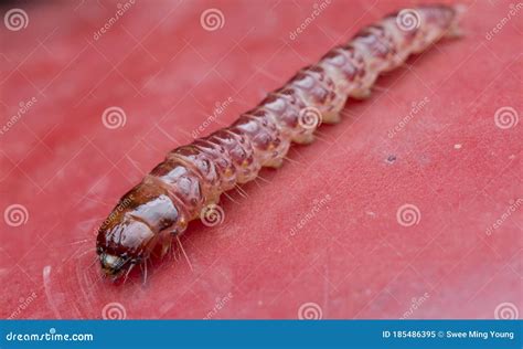 Closeup Shot of Cerambycidae or Jewel Beetle Larvae. Stock Image ...