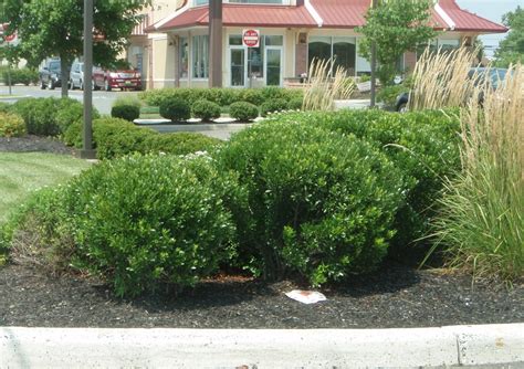 Ilex glabra (Appalachian Tea, Gallberry, Inkberry) | North Carolina Extension Gardener Plant Toolbox