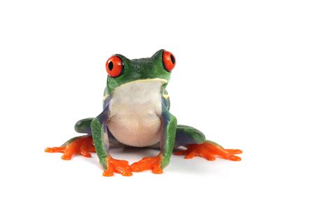 Red Eye Tree Frog For Sale - Pet City Houston